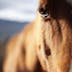 Stable Minds | equine assisted learning | coaching